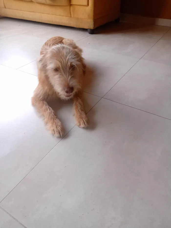 Cachorro ra a Braco húngaro  idade 7 a 11 meses nome Bartho