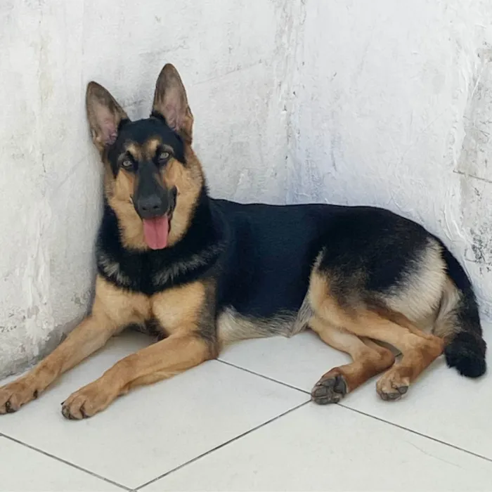 Cachorro ra a Pastor Alemão idade 1 ano nome Malu