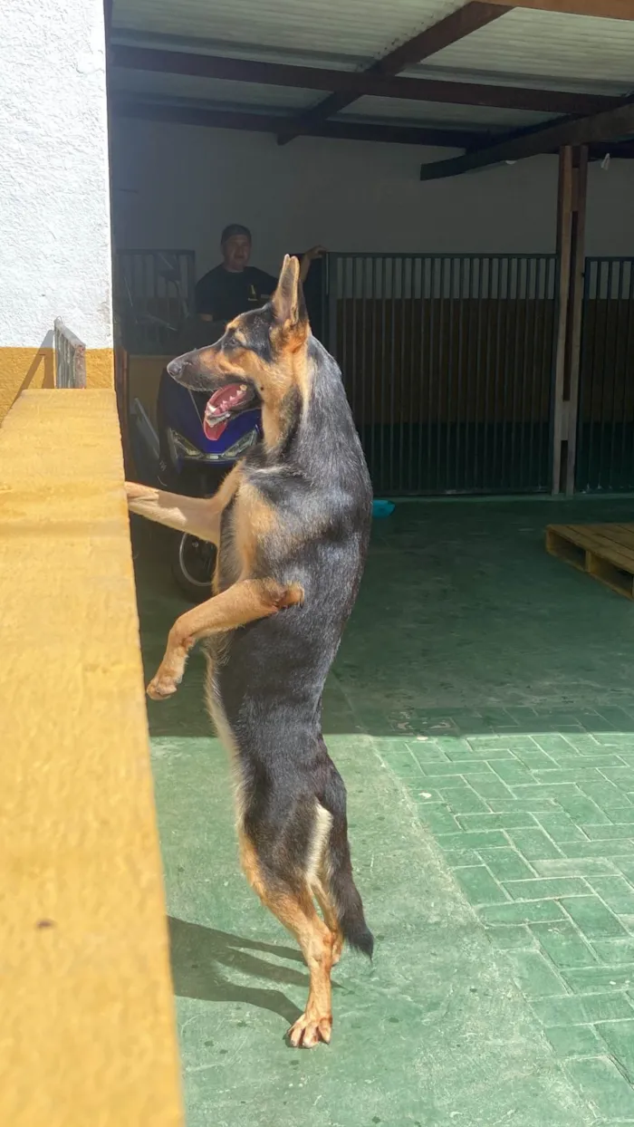 Cachorro ra a Pastor Alemão idade 1 ano nome Malu