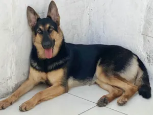 Cachorro raça Pastor Alemão idade 1 ano nome Malu