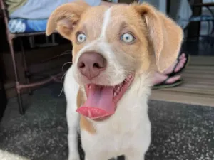 Cachorro raça SRD-ViraLata idade 2 a 6 meses nome Capitã 