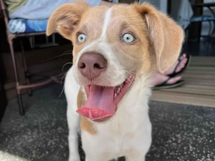 Cachorro ra a SRD-ViraLata idade 2 a 6 meses nome Capitã 