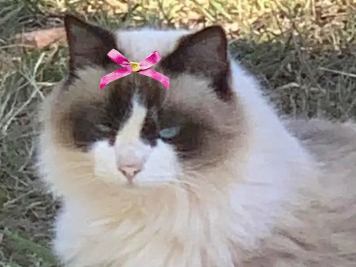 Gato ra a Mestica  idade 7 a 11 meses nome Jade 