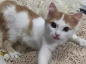 Gato raça SRD-ViraLata idade 2 a 6 meses nome LÉO