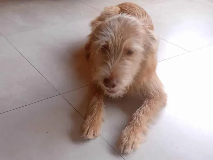 Cachorro ra a Braco húngaro  idade 7 a 11 meses nome Bartho