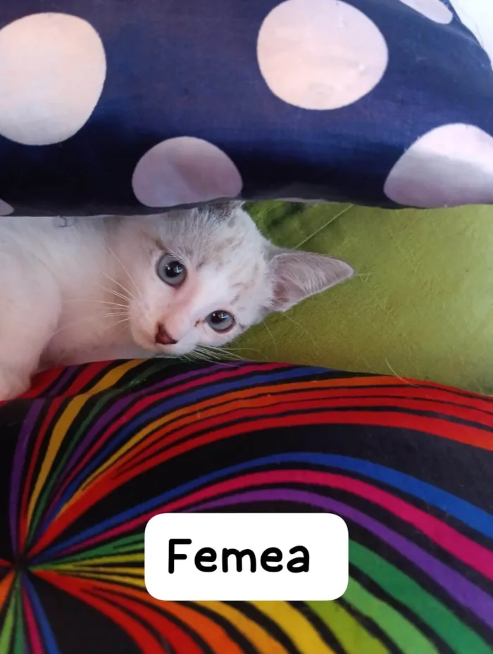 Gato raça SRD idade 2 a 6 meses nome Filhotinhos para adoção 