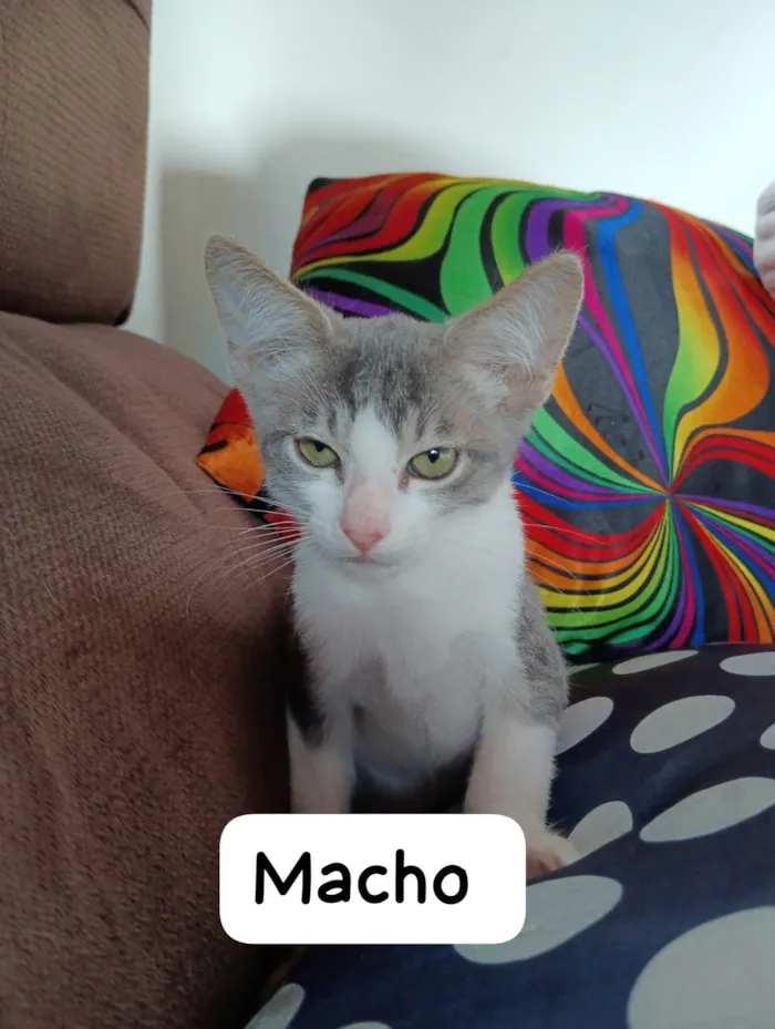Gato raça SRD idade 2 a 6 meses nome Filhotinhos para adoção 