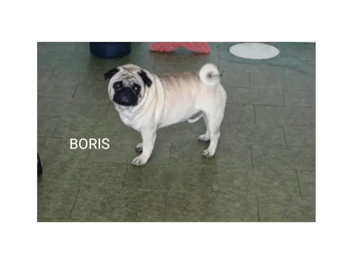Cachorro ra a Pug idade 6 ou mais anos nome GRATIFICA - BÓRIS