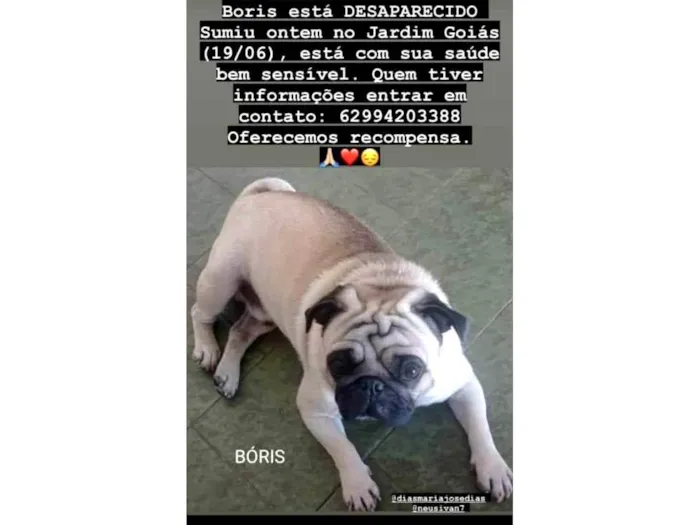 Cachorro ra a Pug idade 6 ou mais anos nome GRATIFICA - BÓRIS