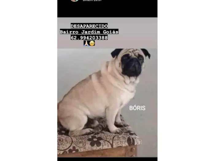 Cachorro ra a Pug idade 6 ou mais anos nome GRATIFICA - BÓRIS