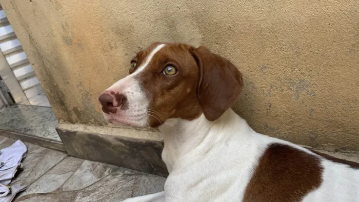 Cachorro ra a Perdigueiro idade 1 ano nome Mel