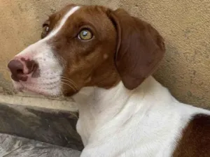 Cachorro raça Perdigueiro idade 1 ano nome Mel