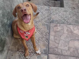 Cachorro raça SRD idade 1 ano nome Gaia