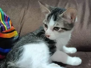 Gato raça SRD idade 2 a 6 meses nome Filhotinhos para adoção 