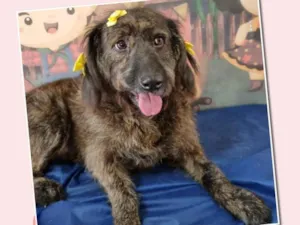 Cachorro raça Srd idade 4 anos nome Zoe