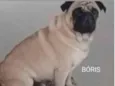 GRATIFICA - BÓRIS
