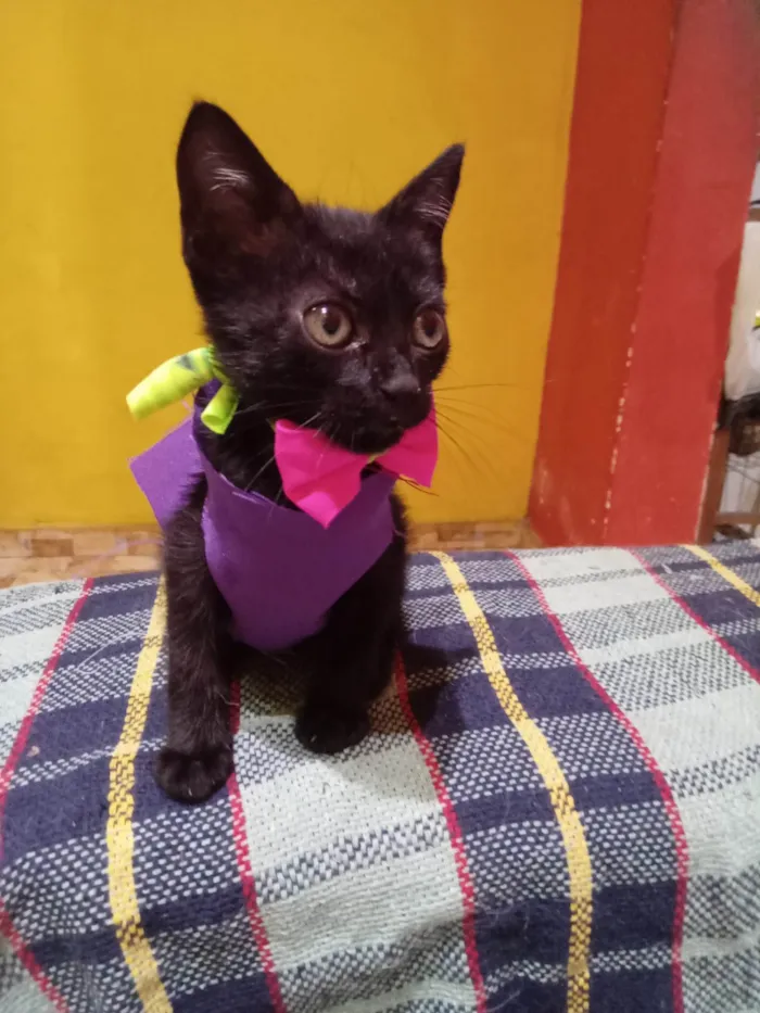 Gato ra a Comum idade 2 a 6 meses nome Pérola 