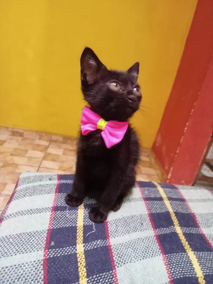 Gato ra a Comum idade 2 a 6 meses nome Pérola 
