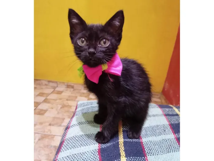 Gato ra a Comum idade 2 a 6 meses nome Pérola 