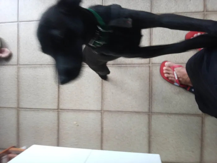 Cachorro ra a Místico idade 2 a 6 meses nome Pretinho