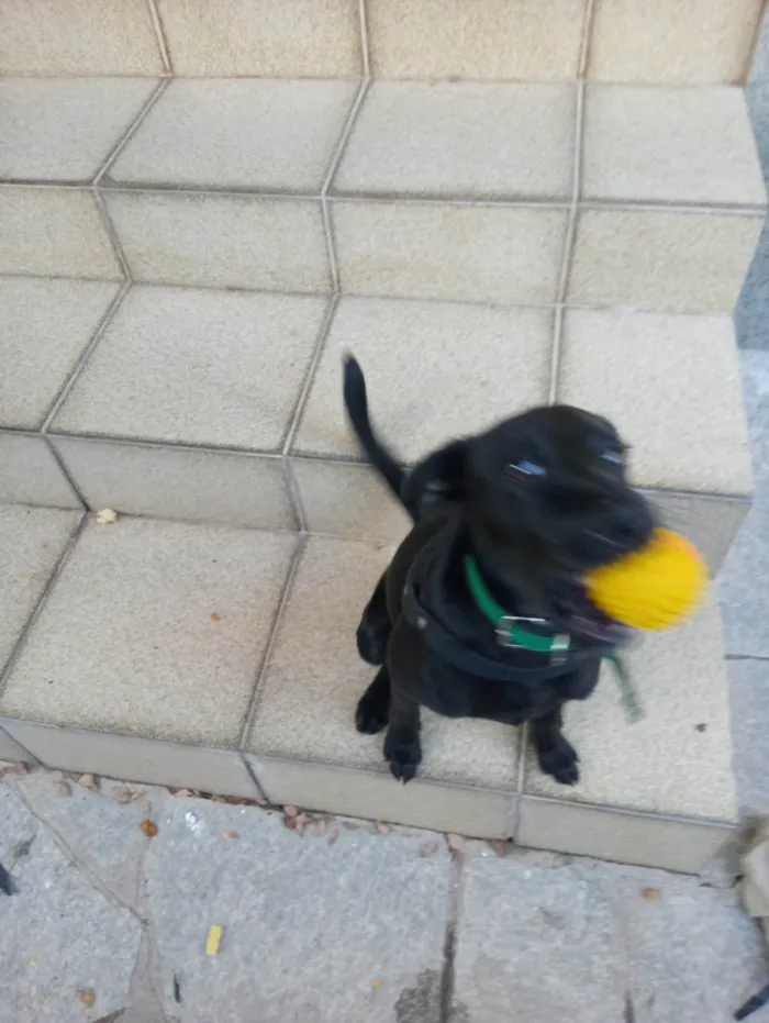 Cachorro ra a Místico idade 2 a 6 meses nome Pretinho