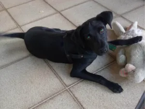 Cachorro raça Mists idade 2 a 6 meses nome Pretinho