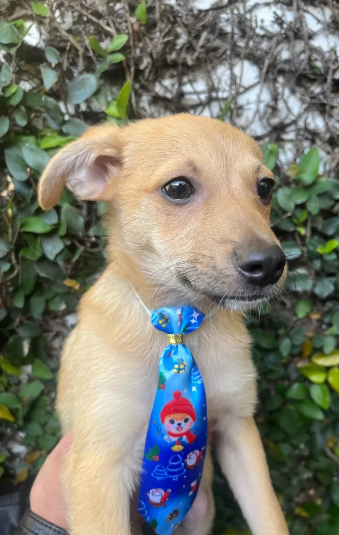 Cachorro raça SRD-ViraLata idade 2 a 6 meses nome Aramis