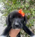 Cachorro raça SRD-ViraLata idade Abaixo de 2 meses nome Léia