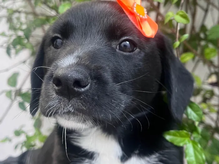 Cachorro raça SRD-ViraLata idade Abaixo de 2 meses nome Léia