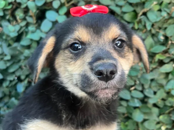 Cachorro raça SRD-ViraLata idade 2 a 6 meses nome Gin