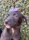 Cachorro raça SRD-ViraLata idade 2 a 6 meses nome Molly