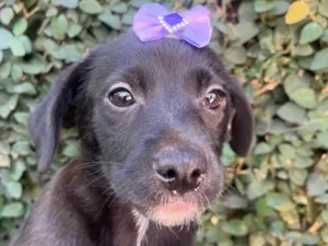 Cachorro raça SRD-ViraLata idade 2 a 6 meses nome Molly