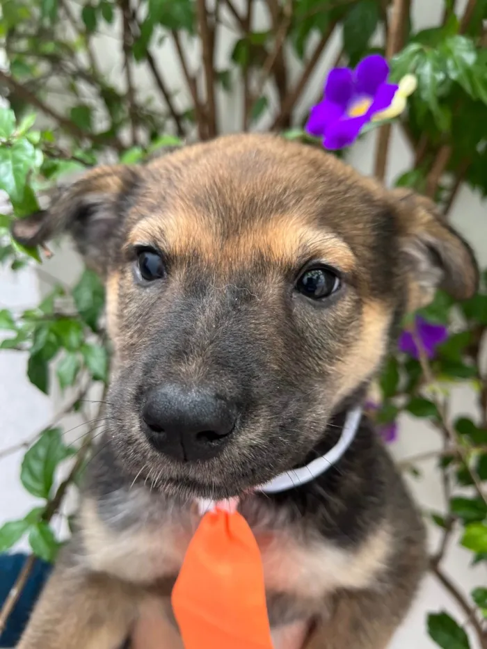 Cachorro raça SRD-ViraLata idade 2 a 6 meses nome Billy
