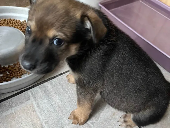 Cachorro raça SRD-ViraLata idade 2 a 6 meses nome Billy