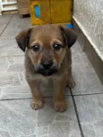 Cachorro raça SRD-ViraLata idade 2 a 6 meses nome Bubba