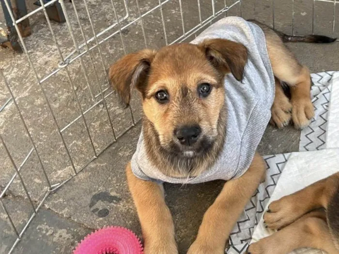 Cachorro raça SRD-ViraLata idade 2 a 6 meses nome Bubba