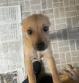 Cachorro raça SRD-ViraLata idade 2 a 6 meses nome Aramis