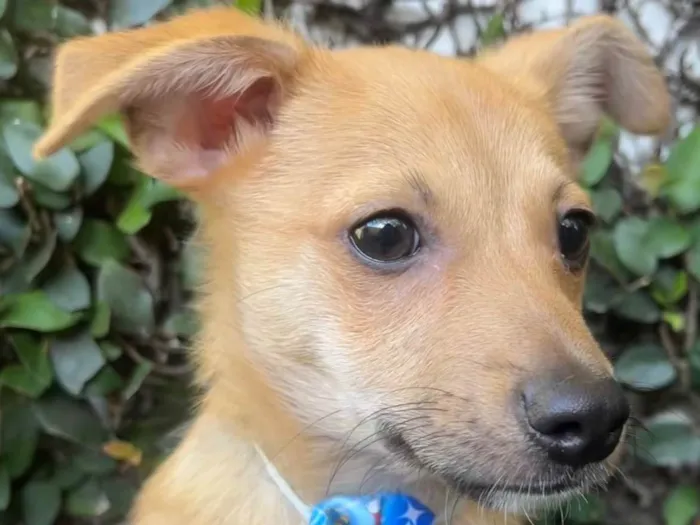 Cachorro raça SRD-ViraLata idade 2 a 6 meses nome Aramis