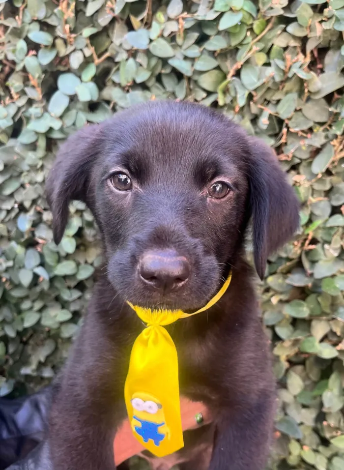 Cachorro raça SRD-ViraLata idade 2 a 6 meses nome Benny