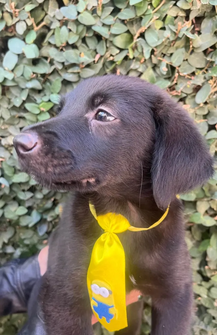 Cachorro raça SRD-ViraLata idade 2 a 6 meses nome Benny