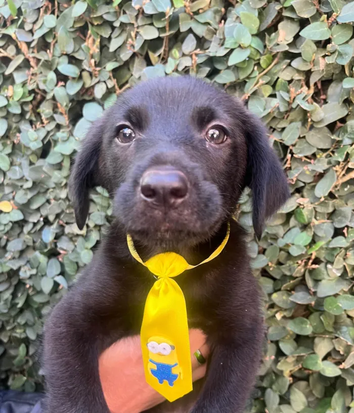 Cachorro raça SRD-ViraLata idade 2 a 6 meses nome Benny