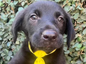 Cachorro raça SRD-ViraLata idade 2 a 6 meses nome Benny