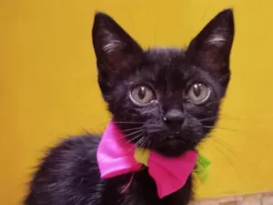 Gato raça Comum idade 2 a 6 meses nome Pérola 