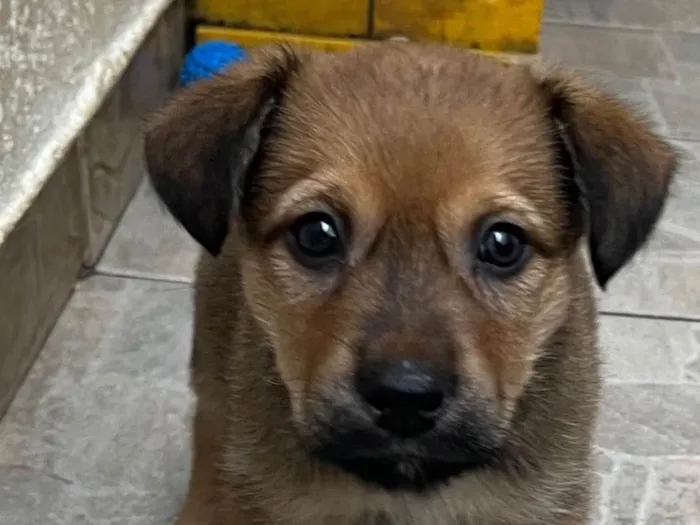 Cachorro raça SRD-ViraLata idade 2 a 6 meses nome Bubba