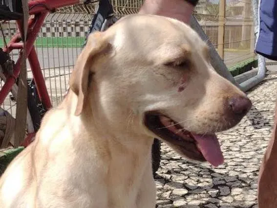 Cachorro ra a Mestiça labrador idade 4 anos nome Joanna