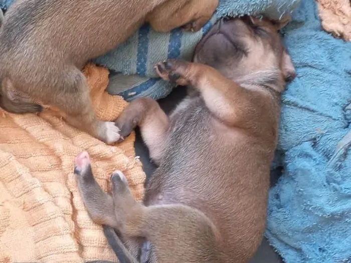 Cachorro ra a Raça não indefinida  idade Abaixo de 2 meses nome Sem nome 