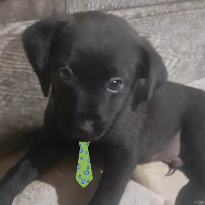 Cachorro ra a Mestico  idade 2 a 6 meses nome Zeus 