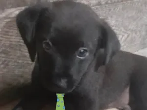 Cachorro raça Mestico  idade 2 a 6 meses nome Zeus 