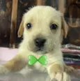 Marley 