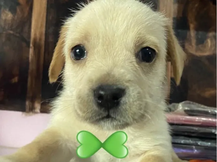Cachorro ra a Mestico  idade 2 a 6 meses nome Marley 